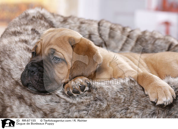 Bordeauxdogge Welpe / Dogue de Bordeaux Puppy / RR-87155