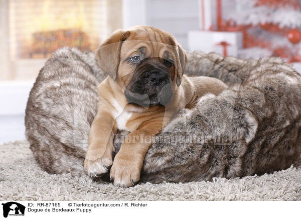 Bordeauxdogge Welpe / Dogue de Bordeaux Puppy / RR-87165