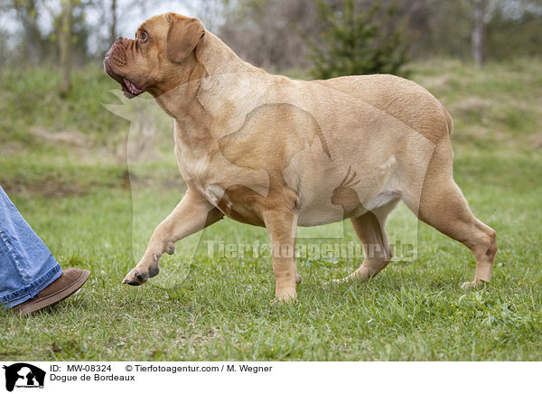 Bordeauxdogge / Dogue de Bordeaux / MW-08324