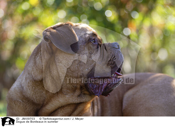 Bordeauxdogge im Sommer / Dogue de Bordeaux in summer / JM-09703