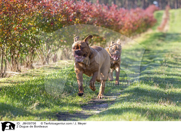 2 Bordeauxdoggen / 2 Dogue de Bordeaux / JM-09706