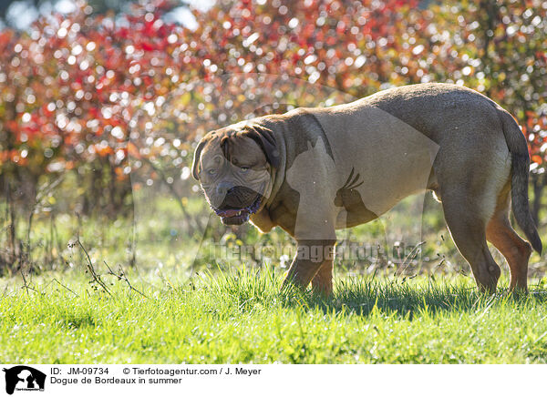 Bordeauxdogge im Sommer / Dogue de Bordeaux in summer / JM-09734