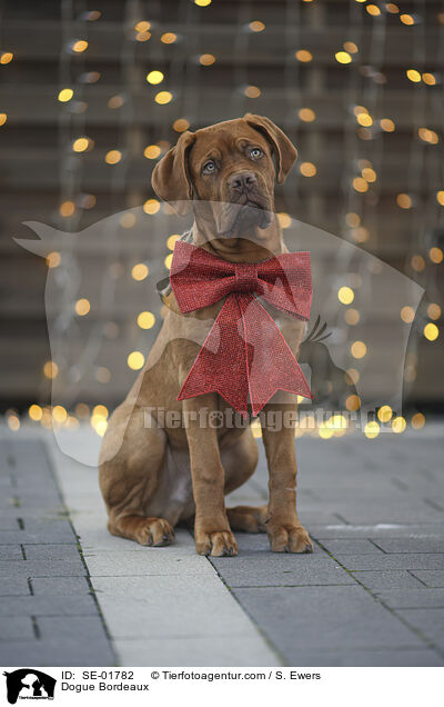 Bordeauxdogge / Dogue Bordeaux / SE-01782