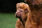 French Mastiffs