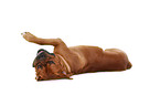 lying dogue de bordeaux