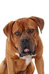 portrait dogue de bordeaux