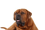 portrait dogue de bordeaux