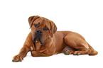 lying dogue de bordeaux