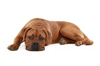 lying dogue de bordeaux