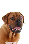 portrait dogue de bordeaux