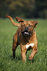 running dogue de bordeaux