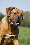 portrait dogue de bordeaux