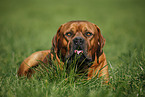 lying dogue de bordeaux