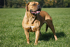 dogue de bordeaux