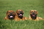 lying dogue de bordeaux