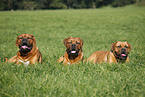 lying dogue de bordeaux