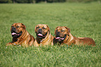 lying dogue de bordeaux