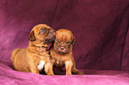 Bordeaux Dog Puppies