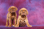 Dogue de Bordeaux Puppies