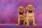 Dogue de Bordeaux Puppies