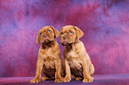 Dogue de Bordeaux Puppies