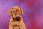 Dogue de Bordeaux Puppy