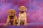 Dogue de Bordeaux Puppies