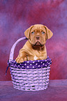 Dogue de Bordeaux Puppy