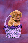 Dogue de Bordeaux Puppy