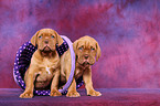 Dogue de Bordeaux Puppies