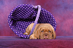 Dogue de Bordeaux Puppy