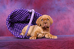 Dogue de Bordeaux Puppy