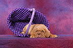 Dogue de Bordeaux Puppy