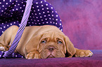 Dogue de Bordeaux Puppy