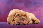 Dogue de Bordeaux Puppy