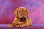 Dogue de Bordeaux Puppy