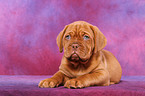 Dogue de Bordeaux Puppy