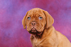 Dogue de Bordeaux Puppy