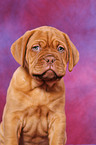 Dogue de Bordeaux Puppy