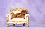 Dogue de Bordeaux Puppy