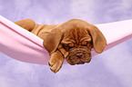 Dogue de Bordeaux Puppy