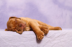 Dogue de Bordeaux Puppy