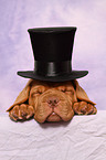 Dogue de Bordeaux Puppy