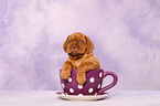 Dogue de Bordeaux Puppy