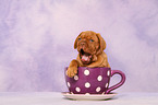 Dogue de Bordeaux Puppy