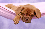 Dogue de Bordeaux Puppy