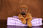 Dogue de Bordeaux Puppy