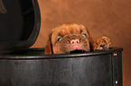 Dogue de Bordeaux Puppy