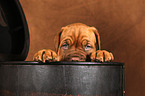 Dogue de Bordeaux Puppy