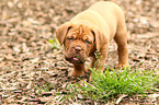 Dogue de Bordeaux Puppy